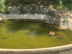 -石家庄市动物园