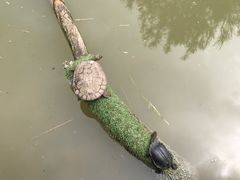 -可伦宾野生动物保护区