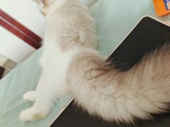 -贝利宠物医院·骨科·眼科·肿瘤转诊中心(南坪诊疗中心)