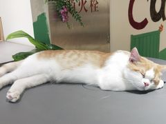 -藏猫猫咖啡主题馆(中央大道店)