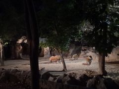 -清迈夜间动物园