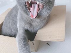 -纳吉亚猫专科动物医院·北北分院