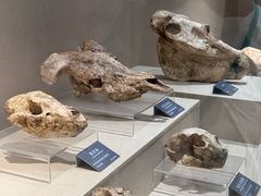 -安徽省地质博物馆