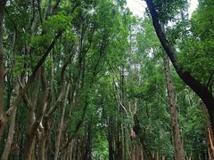 -同里国家湿地公园