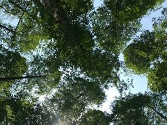 -黄海国家森林公园