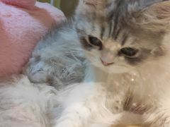 -momokira米努特·德文卷毛猫·棉花面纱犬