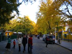 -三里屯东五街银杏大道