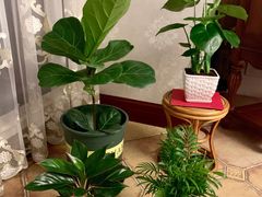 -秦美花卉(天朗·莱茵小城2期店)