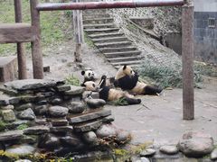 -中国大熊猫保护研究中心雅安碧峰峡基地