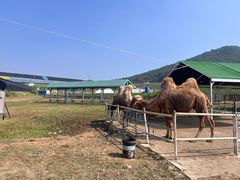 -金石滩蓝莓谷庄园