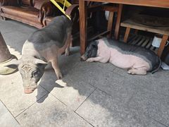 -小小饭店·休闲农庄·安吉松树林里的农家菜