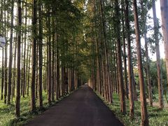 -黄海国家森林公园