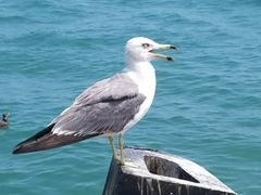 -海驴岛(荣成市)