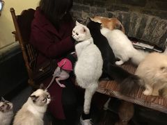 -猫色咖啡·猫咖