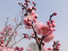 -无锡梅园公园