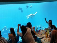-海棠湾洲际-涛·海底餐厅·美人鱼·自助餐·海底隧道