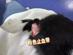 -北京观赏动物医院·24小时大型综合·猫专科·异宠专科