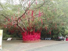 -三水森林公园