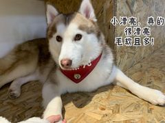 -Husky Go! 哈士奇体验馆·宠物咖啡厅狗咖
