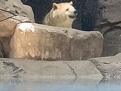 -海合安武汉极地海洋公园
