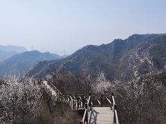 -大岭沟猕猴桃谷风景区