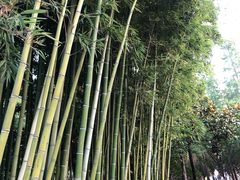 -陈家山荷花公园