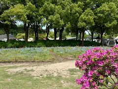 -上海滨江森林公园