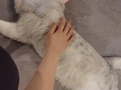 -Mr.Fox狐狸先生超级密室(南山店)