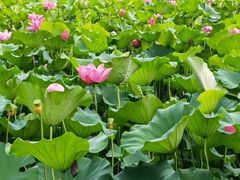 -东平国家森林公园