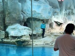 -帝企鹅自助餐厅•儿童岛•真企鹅(长隆企鹅酒店)