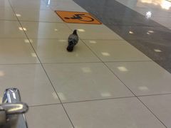 -谢列梅捷沃国际机场