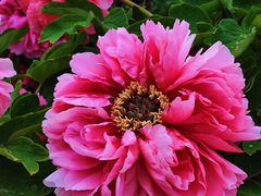 -曹州百花园