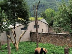 -卧龙中华大熊猫苑神树坪基地