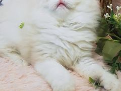 -十年猫舍·猫咪专门店(普陀店)