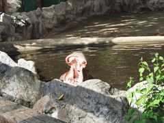 -清迈夜间动物园