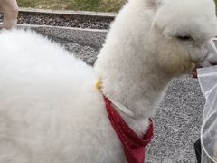 -广富林郊野公园