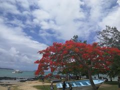 教堂外的植物-红顶教堂