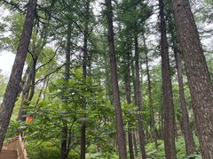 -鲁山国家森林公园