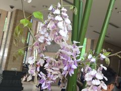 -九华山聚龙大酒店