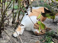 -龙华素斋(龙华路店)