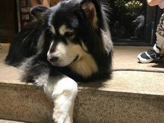 -more than meow吴止猫主题餐厅(承德 中船汇店)