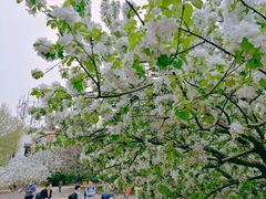 -海棠花溪(元大都城垣遗址公园)