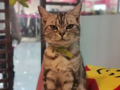 -三花喵·撸猫购宠·宠物生活馆(虹桥南丰城店)