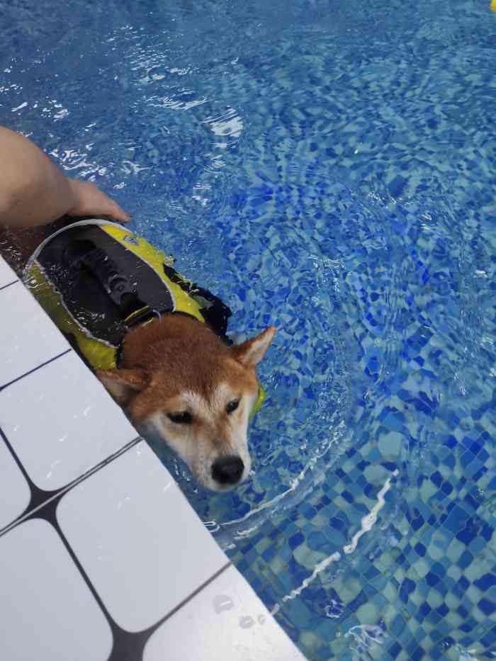 爪哇国室内恒温宠物游泳馆-"【项目】洗澡 | 游泳狗狗11岁了,从.