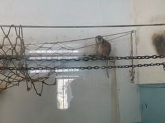 -新疆天山野生动物园