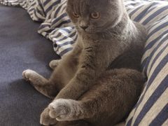 -牛炙烤肉(车公庙店)