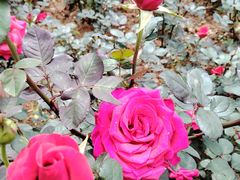 -人民公园(罗湖区)