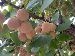 -天祥斋老北京八大碗烧烤家常菜(田村店)