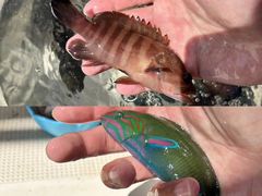 -小猫钓鱼海钓俱乐部(椰梦长廊店)