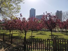 -长白岛森林公园